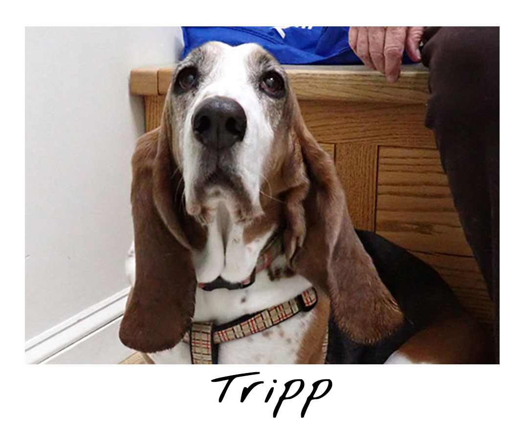 Tripp