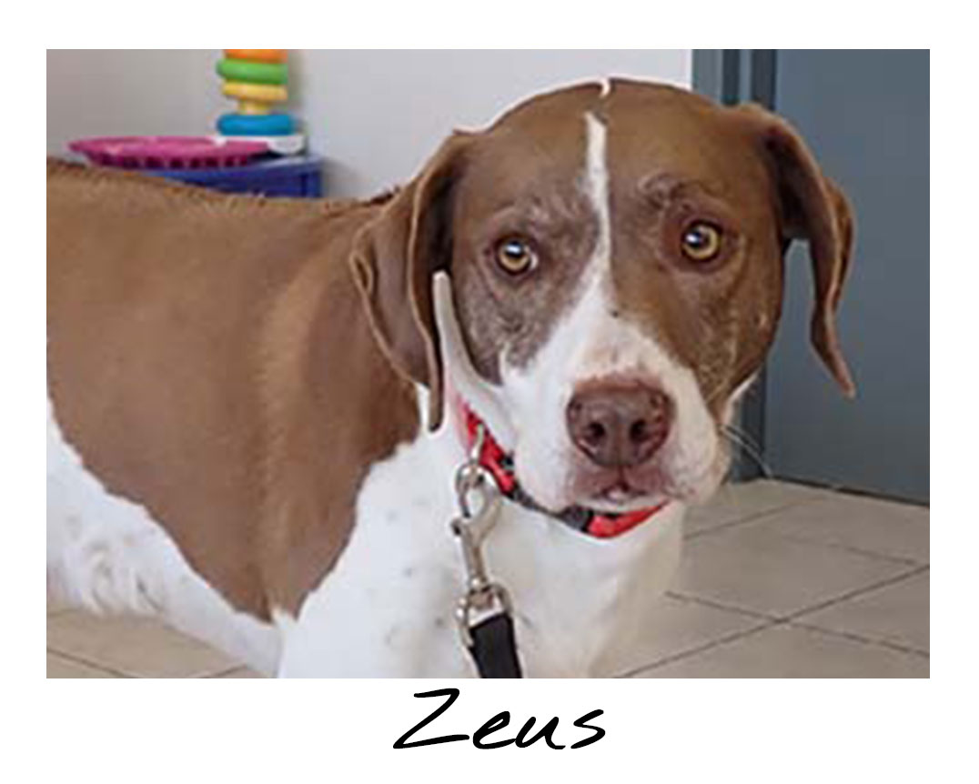 Zeus
