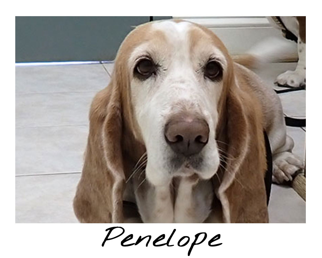 Penelope