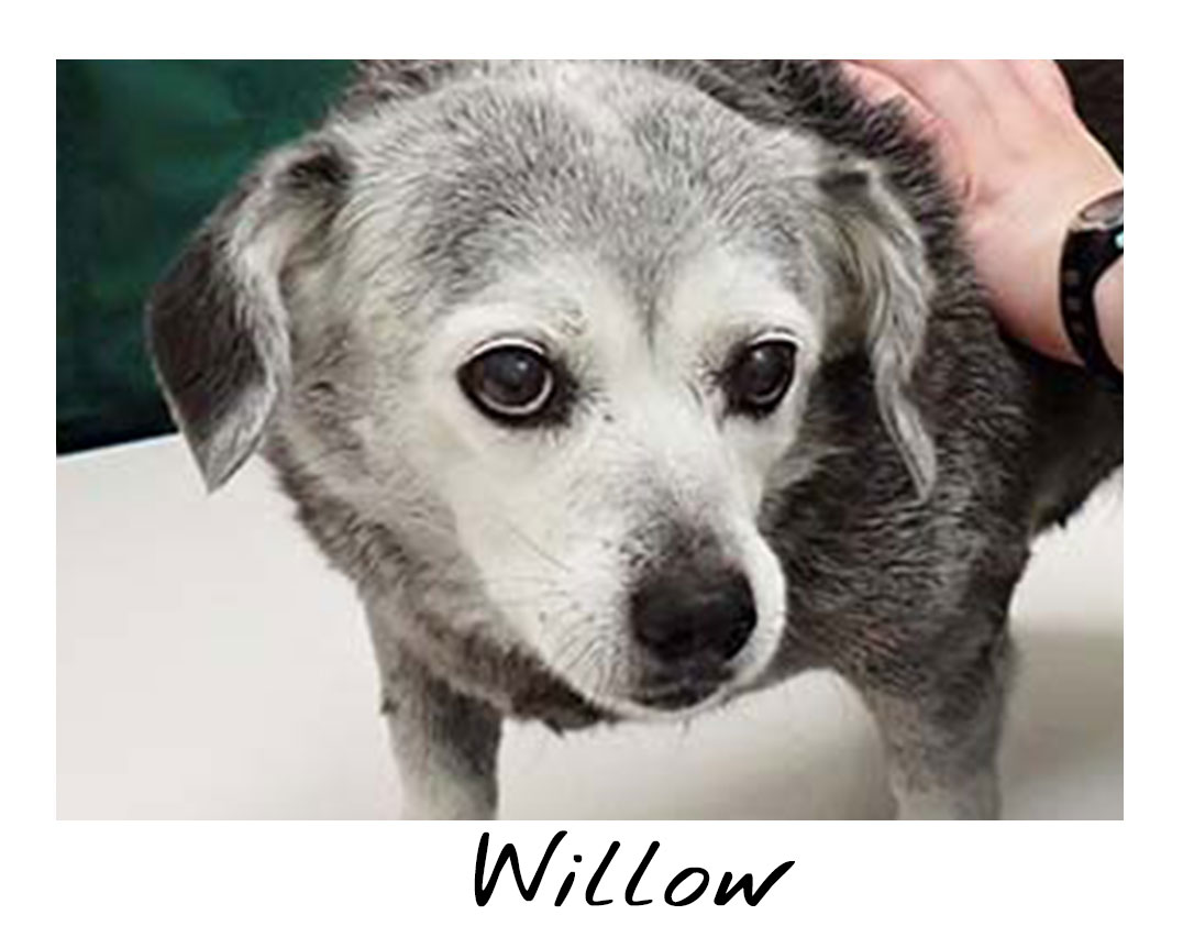 Willow